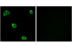 Immunofluorescence analysis of LOVO cells, using OR10K1/10K2 Antibody. (OR10K1/K2 antibody  (AA 56-105))
