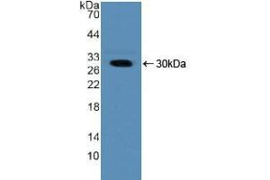 Western blot analysis of recombinant Human NUP50. (NUP50 antibody  (AA 37-269))
