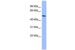 Image no. 1 for anti-Cytochrome P450, Family 2, Subfamily D, Polypeptide 6 (CYP2D6) (C-Term) antibody (ABIN6741744)