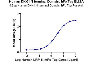 Immobilized Human DKK1 N terminal Domain, hFc Tag at 2 μg/mL (100 μL/Well) on the plate. (DKK1 Protein (AA 32-142, N-Term) (Fc-Avi Tag))