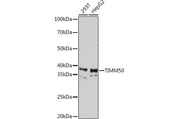 TIMM50 antibody