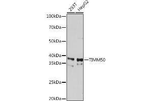 TIMM50 Antikörper