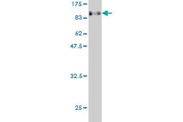 EIF4G3 antibody  (AA 1-515)