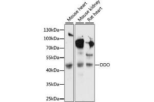 Western blot analysis of extracts of various cell lines, using DDO antibody (ABIN7266670) at 1:1000 dilution. (DDO antibody  (AA 1-369))