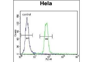 SUMO1 Antibody (C-term) (ABIN388027 and ABIN2845493) flow cytometric analysis of Hela cells (right histogram) compared to a negative control cell (left histogram). (SUMO1 antibody  (C-Term))