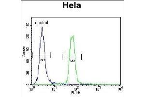 SUMO1 Antibody (C-term) (ABIN388027 and ABIN2845493) flow cytometric analysis of Hela cells (right histogram) compared to a negative control cell (left histogram). (SUMO1 antibody  (C-Term))