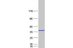 Western Blotting (WB) image for Caspase 7, Apoptosis-Related Cysteine Peptidase (CASP7) protein (Myc-DYKDDDDK Tag) (ABIN2713210)