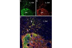 Multiplex staining of VGLUT2 and P2X7 Receptor in rat spinal cord - Immunohistochemical staining of perfusion-fixed frozen rat spinal cord sections using Anti-VGLUT2 Antibody (ABIN7043681, ABIN7044370 and ABIN7044371), (1:600) and Anti-P2X7 Receptor-ATTO Fluor-550 Antibody (ABIN7043577), (1:100). (Solute Carrier Family 17 (Vesicular Glutamate Transporter), Member 6 (SLC17A6) (AA 45-56), (Cytosolic), (N-Term) antibody)