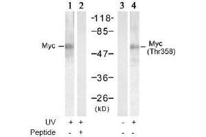 Image no. 2 for anti-Myc Proto-Oncogene protein (MYC) (Thr358) antibody (ABIN197157) (c-MYC antibody  (Thr358))