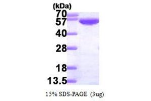 SDS-PAGE (SDS) image for Glucose-6-Phosphate Isomerase (GPI) (AA 1-558) protein (His tag) (ABIN666778)