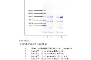Gel Scan of Apolipoprotein AIV, Human Plasma  This information is representative of the product ART prepares, but is not lot specific.
