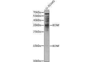 Western blot analysis of extracts of U-251MG cells, using BDNF antibody (ABIN6129991, ABIN6137522, ABIN6137524 and ABIN6215043) at 1:1000 dilution. (BDNF antibody  (AA 20-247))