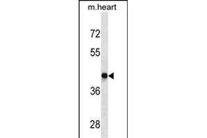DRD4 Antibody (Center) (ABIN1882235 and ABIN2843892) western blot analysis in mouse heart tissue lysates (35 μg/lane). (DRD4 antibody  (AA 365-391))