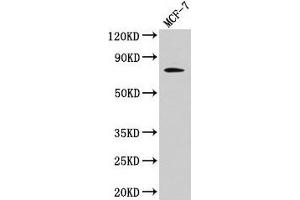 Western Blot Positive WB detected in: MCF-7 whole cell lysate All lanes: RAF1 antibody at 4 μg/mL Secondary Goat polyclonal to rabbit IgG at 1/50000 dilution Predicted band size: 74, 76 kDa Observed band size: 74 kDa (RAF1 antibody  (AA 1-648))