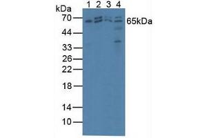 Figure. (AMP Activated Protein Kinase Alpha2 (AA 252-493) antibody)
