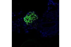 Immunofluorescence (Paraffin-embedded Sections) (IF (p)) image for anti-Insulin (INS) (AA 46-59) antibody (ABIN724265)