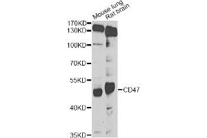Western blot analysis of extracts of various cell lines, using CD47 Antibody (ABIN5974380) at 1/1000 dilution.