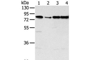 Western Blot analysis of Jurkat, hepg2, Raji and A431 cell using TAF15 Polyclonal Antibody at dilution of 1:450 (TAF15 antibody)
