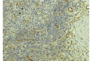 ABIN6277380 at 1/100 staining Human lymph tissue by IHC-P. (KISS1R antibody  (C-Term))