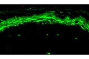 Nav1.8 antibody  (AA 1724-1956) (HRP)