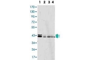 Western blot analysis using MAPK1 monoclonal antobody, clone 3F8  against Jurkat (1), HeLa (2), A-431 (3) and NIH/3T3 (4) cell lysate.