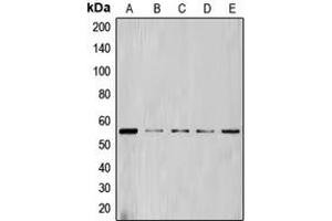 Western blot analysis of Cyclin L1 expression in HL60 (A), NIH3T3 (B), Jurkat (C), THP1 (D), K562 (E) whole cell lysates. (Cyclin L1 antibody  (C-Term))
