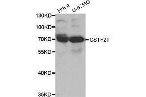 Western Blotting (WB) image for anti-Cleavage Stimulation Factor, 3' Pre-RNA, Subunit 2, 64kDa, tau Variant (CSTF2T) antibody (ABIN1875955) (CSTF2T antibody)