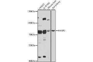 Western blot analysis of extracts of various cell lines, using M antibody (ABIN7268387) at 1:3000 dilution. (MASP2 antibody  (AA 445-686))