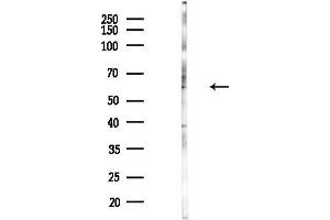anti-Sema Domain, Immunoglobulin Domain (Ig), Short Basic Domain, Secreted, (Semaphorin) 3G (SEMA3G) antibody