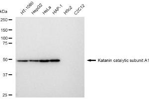 Western blotting analysis using Katanin catalytic subunit A1 antibody (ABIN7800946). (Recombinant KATNA1 antibody)