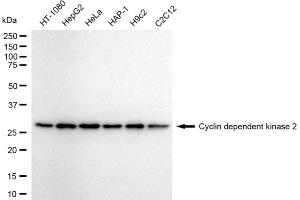 Western blotting analysis using cyclin dependent kinase 2 antibody (ABIN7798212). (Recombinant CDK2 antibody)