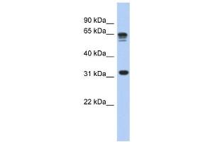 RPS3A antibody used at 1 ug/ml to detect target protein.