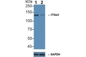 Western blot analysis of (1) Wild-type A549 cell lysate, and (2) ITGaV knockout A549 cell lysate, using Rabbit Anti-Human ITGaV Antibody (4 µg/ml) and HRP-conjugated Goat Anti-Mouse antibody (abx400001, 0. (CD51 antibody  (AA 560-744))
