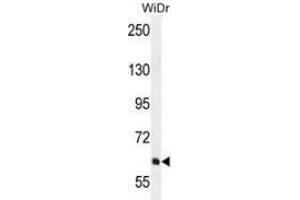 Western blot analysis in WiDr cell line lysates (35ug/lane) using PIK3R5  Antibody  (C-term). (PIK3R5 antibody  (C-Term))