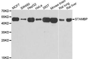 Western blot analysis of extracts of various cell lines, using STAMBP antibody. (STAMBP antibody)