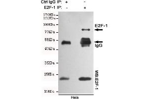 Immunoprecipitation analysis of Hela cell lysates using E2F-1 mouse mAb. (E2F1 antibody)
