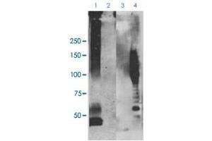 Western blot analysis of Abeta42 fibrils (Lane 1, Lane 3) and prefibrillar oligomers (Lane 2, Lane 4) with APP fibrils polyclonal antibody(Cat # PAB28910; Lane 1, Lane 2) and APP oligomers polyclonal antibody (Cat # PAB28928; Lane 3, Lane 4). (APP antibody  (FITC))