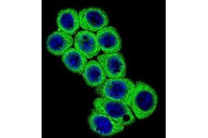 Immunofluorescence (IF) image for anti-delta Like Protein 3 (DLL3) antibody (ABIN2996711)