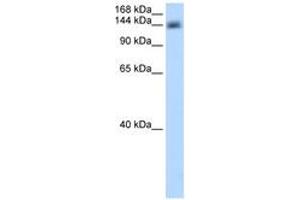 Image no. 1 for anti-Cleavage and Polyadenylation Specific Factor 1, 160kDa (CPSF1) (AA 531-580) antibody (ABIN6736610) (CPSF1 antibody  (AA 531-580))
