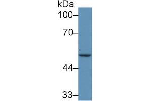 Western Blot; Sample: Human MCF7 cell lysate; Primary Ab: 5µg/ml Rabbit Anti-Mouse IRF6 Antibody Second Ab: 0. (IRF6 antibody  (AA 150-445))