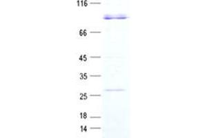 Validation with Western Blot (RIPK3 Protein (GST tag))