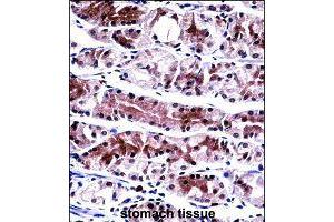 Immunohistochemistry (Formalin/PFA-fixed paraffin-embedded sections) of human stomach tissue with NXF1 polyclonal antibody  followed by peroxidase conjugation of the secondary antibody and DAB staining.