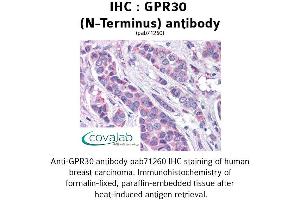 Image no. 1 for anti-G Protein-Coupled Estrogen Receptor 1 (GPER) (Extracellular Domain), (N-Term) antibody (ABIN1735054) (GPER antibody  (Extracellular Domain, N-Term))