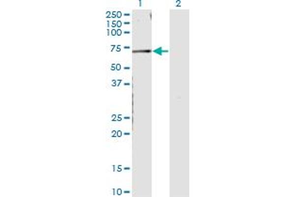 CNKSR3 antibody  (AA 366-464)