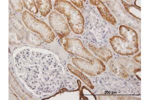 Immunoperoxidase of purified MaxPab antibody to CDH16 on formalin-fixed paraffin-embedded human kidney. (Cadherin-16 antibody  (AA 1-829))