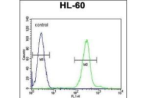 PLA2G2C Antibody (C-term) (ABIN655935 and ABIN2845327) flow cytometric analysis of HL-60 cells (right histogram) compared to a negative control cell (left histogram). (PLA2G2C antibody  (C-Term))