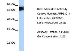 Western Blotting (WB) image for anti-Moesin (MSN) (C-Term) antibody (ABIN2789338) (Moesin antibody  (C-Term))