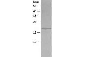 Western Blotting (WB) image for Myosin Regulatory Light Chain 2, Smooth Muscle Isoform (MYL9) (AA 1-172) protein (His tag) (ABIN7124069) (MYL9 Protein (AA 1-172) (His tag))