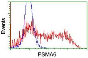 Image no. 3 for anti-Proteasome Subunit alpha 6 (PSMA6) antibody (ABIN1500466) (PSMA6 antibody)