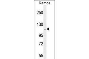 HIP1R Antibody (N-term) (ABIN655061 and ABIN2844690) western blot analysis in Ramos cell line lysates (35 μg/lane). (HIP1R antibody  (N-Term))
